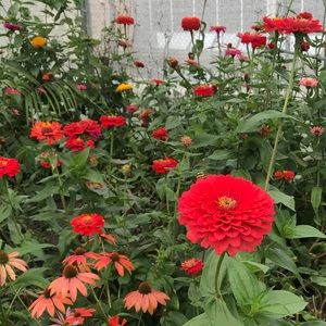 Meet your Posher, Kelly